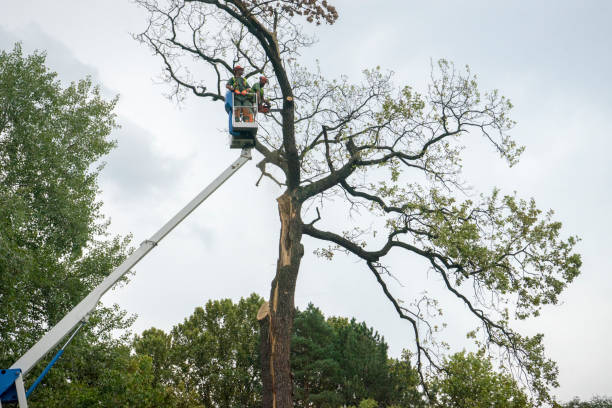 Best Tree and Shrub Care  in USA